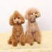 トイプードルのマズルが可愛い！カワイイ顔の条件と子犬の選び方