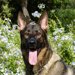 犬の舌が白い時は低血糖に要注意！その症状や他の原因についても解説