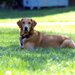 犬が逃げたときの探し方