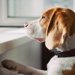 ペットロスカウンセラーが愛犬を失った飼い主に覚えておいて欲しいこと