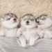 犬の交配について　相手の探し方選び方、発情時期と適正年齢、料金や注意点まで