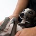 ペットロスを長期化させないために…愛犬を亡くした後に気をつけたいこと