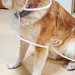 『透明のカッパ』を買ったので、犬に着せてみた結果…『アイドルのデビュー衣装』のような光景と『表情』に7万いいね「決意固めた顔してて草」