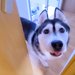 『急いで来てください』と大型犬が呼びに来たので、ついて行った結果→他の犬と猫が…まさかの光景が39万再生「心配なんだね」「いじらしい」