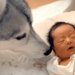 赤ちゃんと初めて会った大型犬→すぐ『新しい家族』と理解して…泣けるほど尊い『優しい光景』が20万再生「いいお兄ちゃんになる」「幸せ家族」