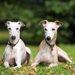 中型犬の体重は何キロから？標準体重と大きさの目安を犬種別に解説