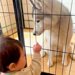 小さな男の子が『大型犬が閉じ込められている』と勘違いして…助け出すためにとった『まさかの行動』が37万再生「相思相愛」「癒しのコンビ」