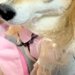 女の子のおままごとに付き合う犬→看護師役で『カツラ』を被らされて…まさかの『似合いすぎている光景』に反響「違和感ないｗ」「可愛いが渋滞」