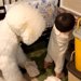 赤ちゃんが『おむつにいたずら』しているのを発見した大型犬→もはや人間のような『困惑の表情』が192万再生「平和だなあ」「可愛すぎるｗ」