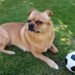 パグのミックス犬10種まとめ
