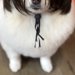 ハロウィンの時期に『犬をトリミングサロンに連れて行った』結果→『仮装写真』が送られてきて…まさかの光景に3万いいね「クセｗ」「表情最高」