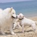 犬のヒートの時期と対処法