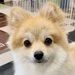 トラウマを抱えた愛犬の気持ちを聞く｜Laylaのペットリーディング