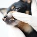 犬の歯石はペンチで取れる？自宅で取る方法やデメリットを解説