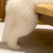 ふと、赤ちゃん犬の様子を見に行った結果→なぜか『変なポーズ』をしていて…予想外だった『電池切れ』が12万再生「癒された」「いい夢見てそう」