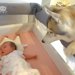 赤ちゃんが生まれ、大型犬と一緒に暮らした結果…思わず涙する『つきっきりで見守る光景』が444万再生「優しい」「なんて幸せ」現在のふたりも