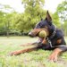 【大型犬でも大丈夫！】長持ちするオススメおもちゃ2選！