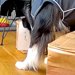 出張中、おじいちゃんに犬を預けた結果→心配でカメラを覗くと『張り紙』があって…まさかの光景が278万表示「じいじ過保護で草」「ニヤけた」