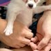 友人が『子犬を飼い始めた』結果→写真を見せてもらうと…おじいちゃん過ぎる『まさかの表情』が24万いいね「長老で草」「ヨレヨレ感がいいｗ」