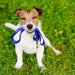 少しの緩みが犬を危険に晒す！リード「ダブル金具」のススメ