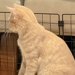 一緒に遊んでいる犬と猫→ふと様子を見てみたら…完全に立場が逆になっている『予想外の光景』に6万いいね集まる「楽しそうで草」「仲良しだｗ」