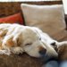 おとなしい犬でオススメの犬種人気ランキング！その種類や性格とは
