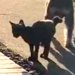 朝、外に出てみると『ひとりぼっちのボロボロ子猫』を発見→犬が近づいていって…まさかの『運命的な出会い』が28万再生「涙出た」現在の様子も