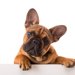 吠えない小型犬ランキング！犬種の性格や特徴も解説