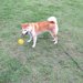 柴犬と散歩/適切な距離/回数/時間は？