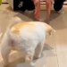 『見えないけど、わかるよ』シニア期になり、目が見えなくなった老犬→お兄ちゃんが家に来たら…思わず涙が出る光景が125万再生「泣いた…」