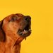 犬の無駄吠えを止めさせる！正しいしつけ方法