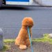 バスの発車2分前→犬が『大好きな運転手さん』にどうしても会いたくて…素敵すぎる『まさかの神対応』が11万再生「優しすぎる」「相思相愛」