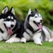 シベリアンハスキーの平均寿命は？健康で長生きさせる秘訣と老犬ケアを解説