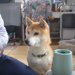 「意外とイケるぞ…！」野菜嫌いを克服した柴犬