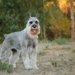 スタンダード・シュナウザーってどんな犬種？特徴と性格や飼い方・価格相場まで解説