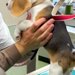 赤ちゃん犬が初めて動物病院へ→診察台で注射を打とうとしたら、獣医師さんに…可愛すぎる光景が105万再生「元気な子だ」「暴れん坊将軍ｗ」
