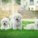 ビションフリーゼの犬種情報