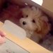 値下げされ、売れ残っていた犬→『この子を守りたい』と飼った結果…素敵すぎる『半年の成長記録』が22万再生「愛嬌あって癒される」「可愛い」