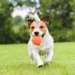 犬用のおもちゃのボール！人気おすすめ５選
