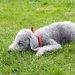 ベドリントンテリアの特徴/性格と飼い方/価格について