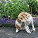 犬が皮膚病になる原因や症状、治療法からおすすめのシャンプーまで