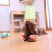 愛犬がお留守番中に寂しくならないようにする４つの方法