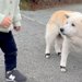 2頭の犬が『1歳の男の子』に出会ったら…癒やし溢れる『平和な光景』が最高だと11万再生「幸せの風景」「愛おしさの詰め合わせ」と絶賛の声
