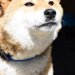 犬が震える原因とは