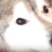 甘えてくれていると思ったら…チャーハンが気になって仕方がない犬