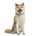 忠誠心が強い犬種11選！パートナーに選ぶならどのワンちゃん？