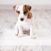 犬のトイレ以外にも使える！ペットシーツの８つの使い道