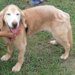 老犬ホームという選択肢