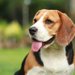 アメリカンビーグルってどんな犬？性格や特徴まとめ