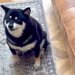 『歌上手いのにｗｗ』パパの歌声にブチギレる犬→高音が嫌なのかと思い、低音で歌った結果…辛辣な光景が83万再生「1番いいところｗ」「爆笑」